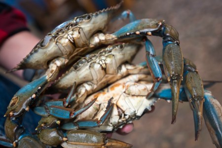 Crab House Charleston South Carolina