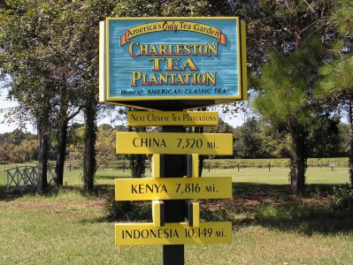 Charleston, SC Tea Garden. Charleston SC Plantation tours, Food Tours