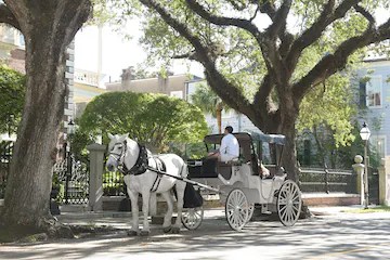 The Grand Charleston Carriage Experience Charleston Culinary Tours