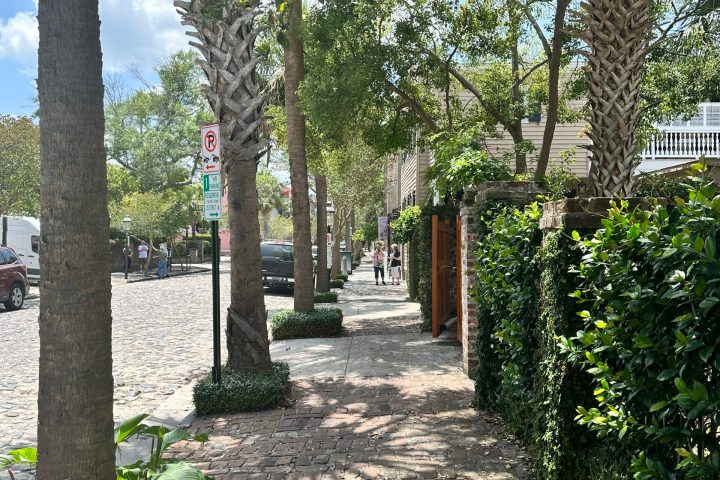 a group of palmetto trees next to a tree