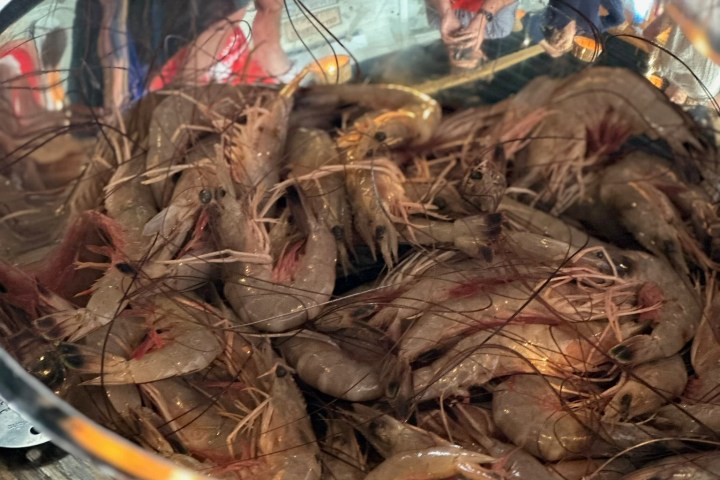 A bowl filled with uncooked shrimp on a wooden table.